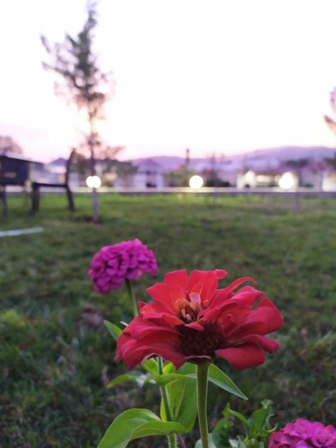 Bliss Inn Boutique Hotel גאלבה מראה חיצוני תמונה